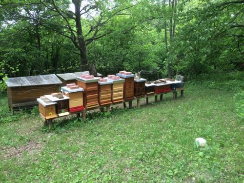 Bienenstand